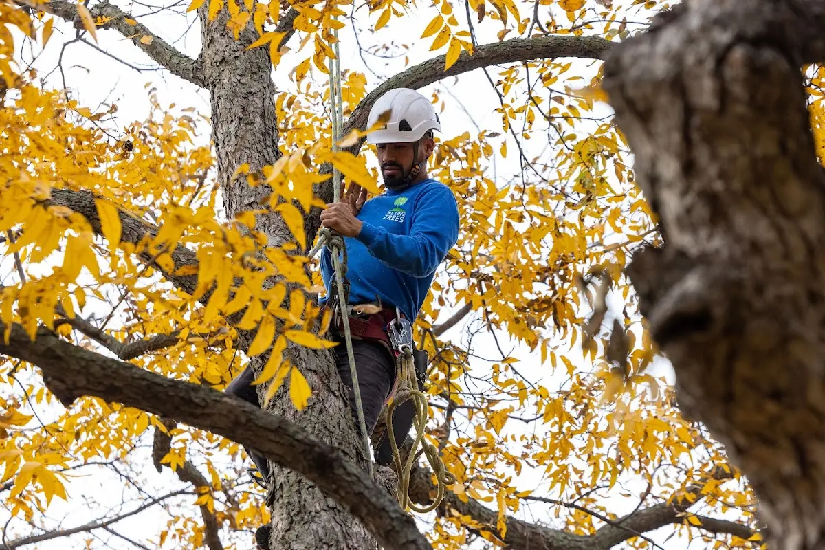 Skilled Dead Tree Removal crew working in Rollins