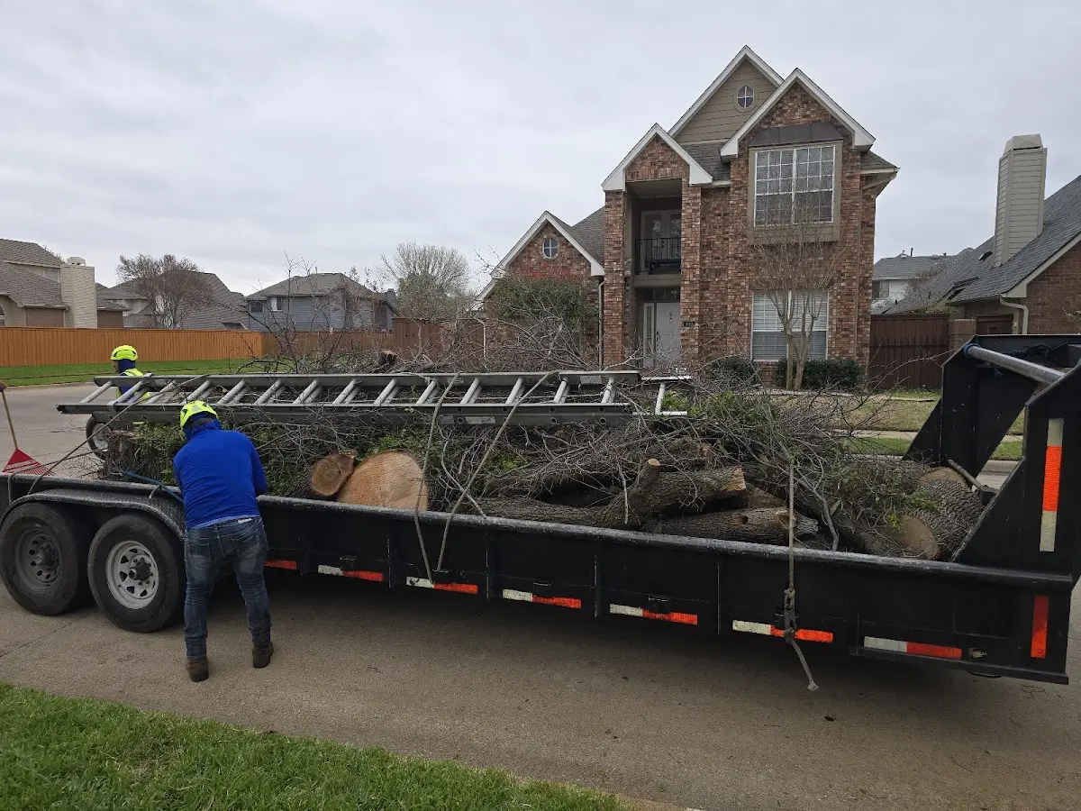 Expert Tree Pest Control with proper safety equipment in Rollins